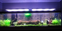 Rampe LED aquarium malawi